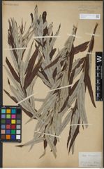 Foto von Salix viminalis L.
